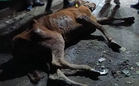 محافظ المنوفية يعلن عن ضبط ذبائح مريضة غير صالحة للاستخدام الآدمي مع صور توضح التفاصيل