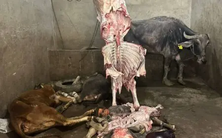 الزراعة تضبط 189 طنًا من اللحوم غير المطابقة للاشتراطات الصحية في أسبوع واحد