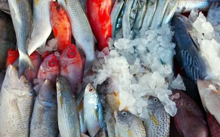 تعرف على أسعار الأسماك اليوم الأحد 14 ديسمبر 2025 في سوق العبور