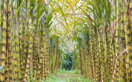 الزراعة تستمر في تطوير نظام ري قصب السكر بقفط وقوص في قنا لتحقيق تقدم ملحوظ