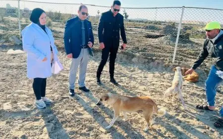 محافظة الدقهلية تفتتح ملاذًا للكلاب المشردة وتقديم وجبات غذائية في مدينة جمصة