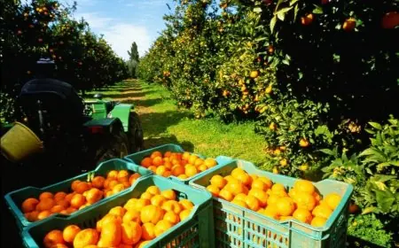 صادرات الفواكه الأسبوعية: الموالح تتربع على القمة بـ 26 ألف طن