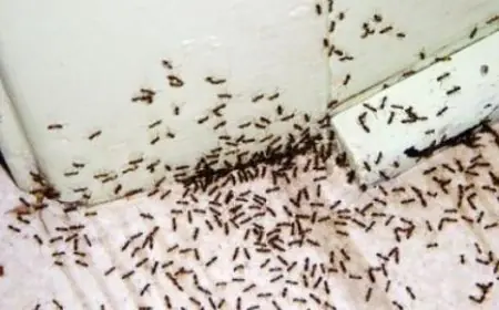 عالم مصري يحقق اكتشافًا تاريخيًا بتطوير تقنية لإزالة السموم بخمائر النمل الأبيض