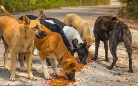 مناقشات حاسمة بين وزير الزراعة ونقيب البيطريين لمكافحة ظاهرة كلاب الشوارع