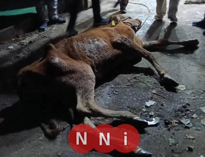 محافظ المنوفية يعلن عن ضبط ذبائح مريضة غير صالحة للاستخدام الآدمي مع صور توضح التفاصيل