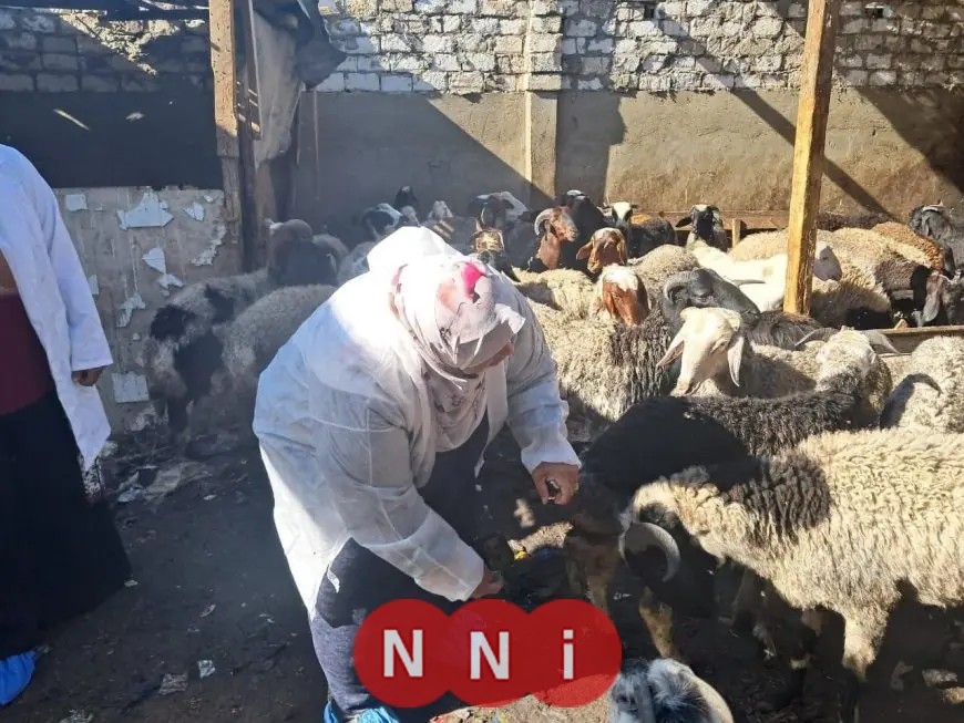 الزراعة تعلن عن تحصين مذهل للماشية بأكثر من 8.1 مليون جرعة للقاحات الحمى القلاعية والوادي المتصدع