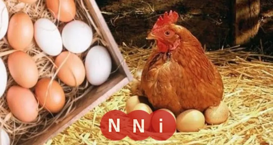 أسعار الدواجن والبيض اليوم في الأسواق: الكيلو يصل إلى 58 جنيها الثلاثاء 9 ديسمبر 2025