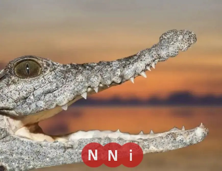 مفاجأة صادمة من شيخ الصيادين في الشرقية حول تمساح الزوامل