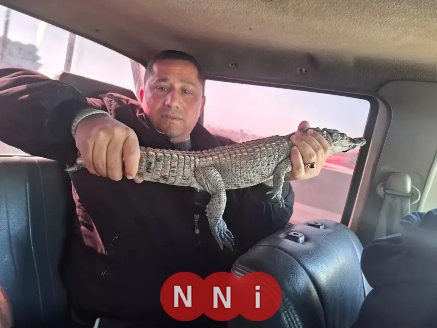 إعادة التمساح الضائع من مصرف الزوامل إلى موطنه في بحيرة ناصر تتصدر جدول أعمال وزارة البيئة