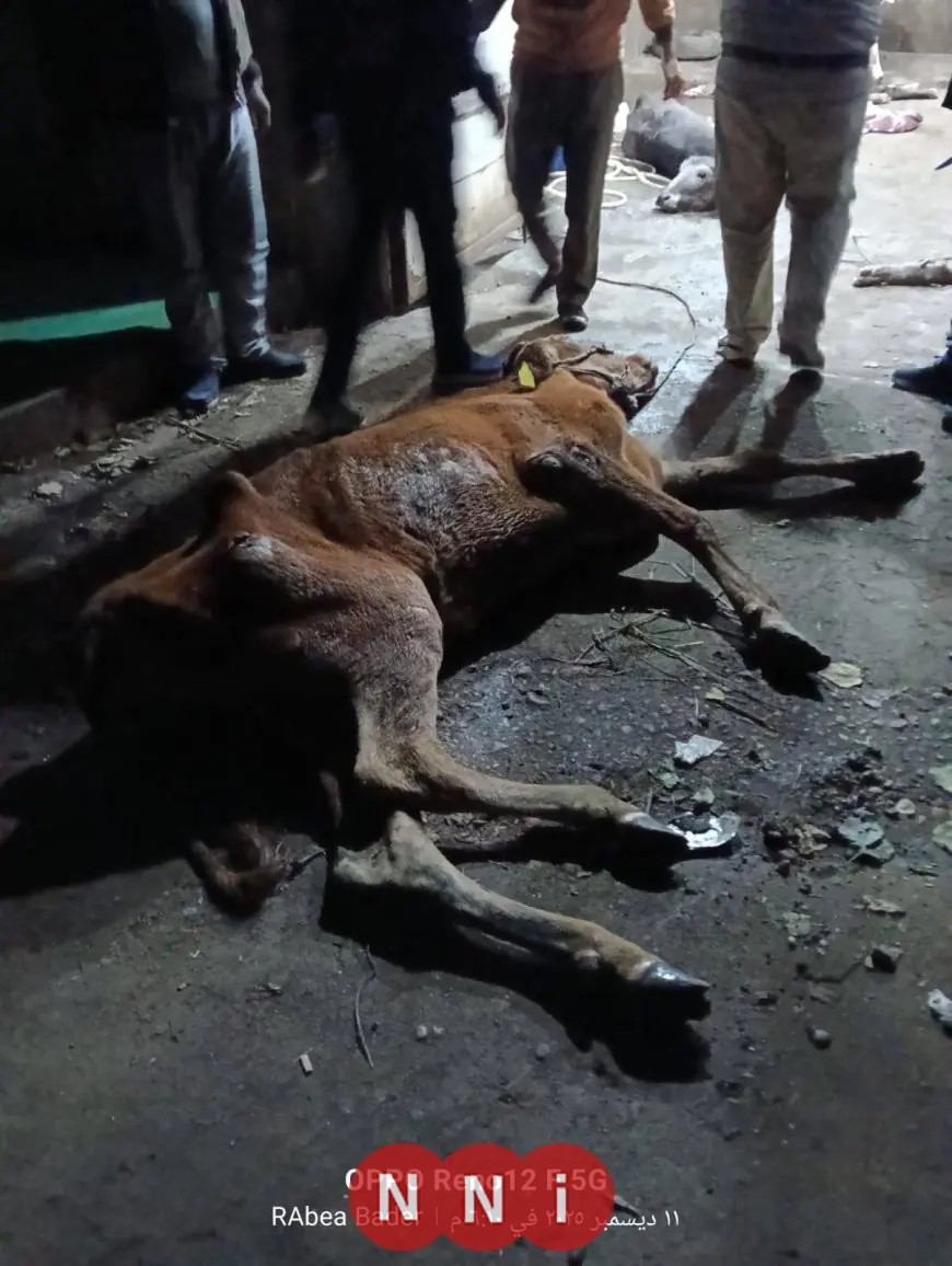 محافظ المنوفية يعلن عن ضبط ذبائح مريضة غير صالحة للاستخدام الآدمي مع صور توضح التفاصيل