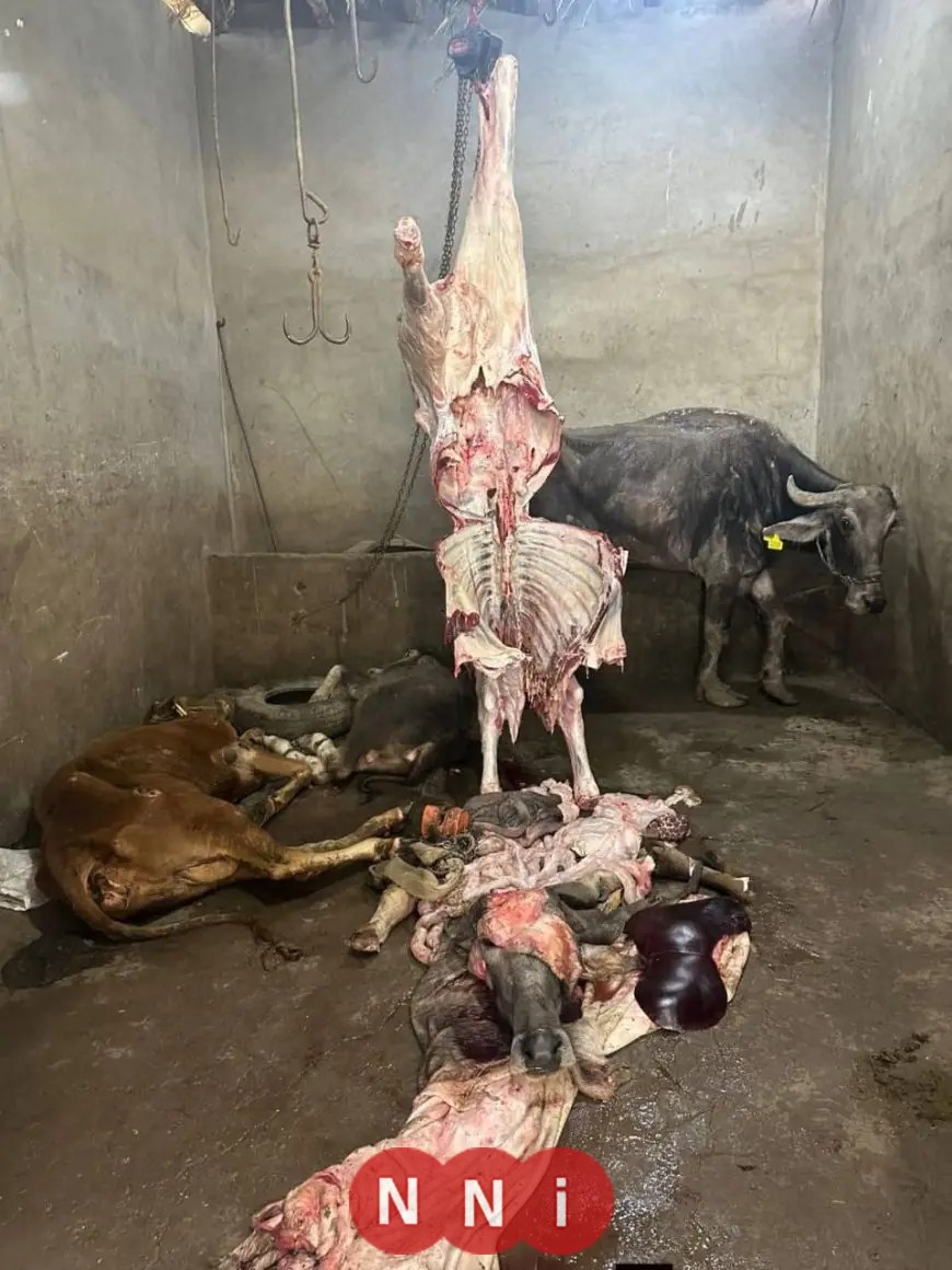 الزراعة تضبط 189 طنًا من اللحوم غير المطابقة للاشتراطات الصحية في أسبوع واحد