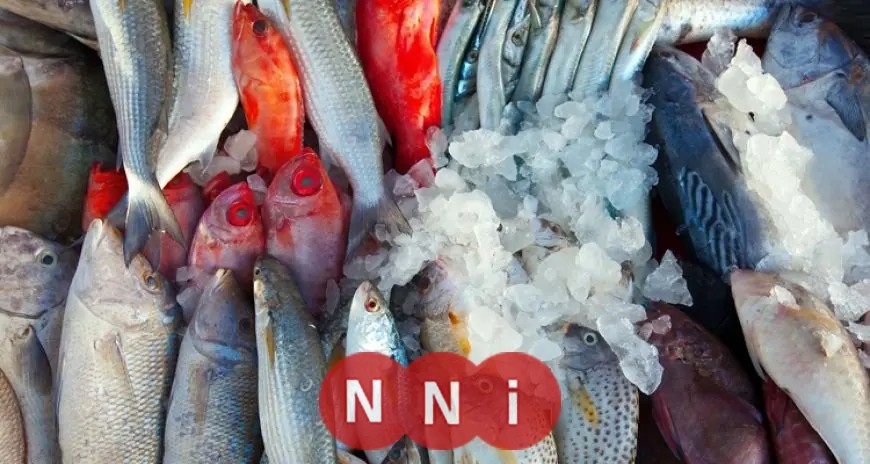 تعرف على أسعار الأسماك اليوم الأحد 14 ديسمبر 2025 في سوق العبور