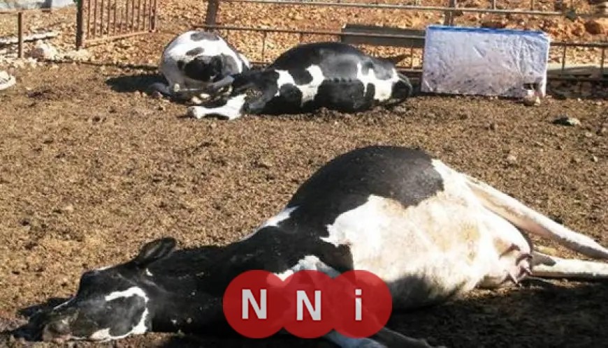 حقيقة نفوق 500 رأس ماشية في المنوفية: بيان مجلس الوزراء يكشف التفاصيل