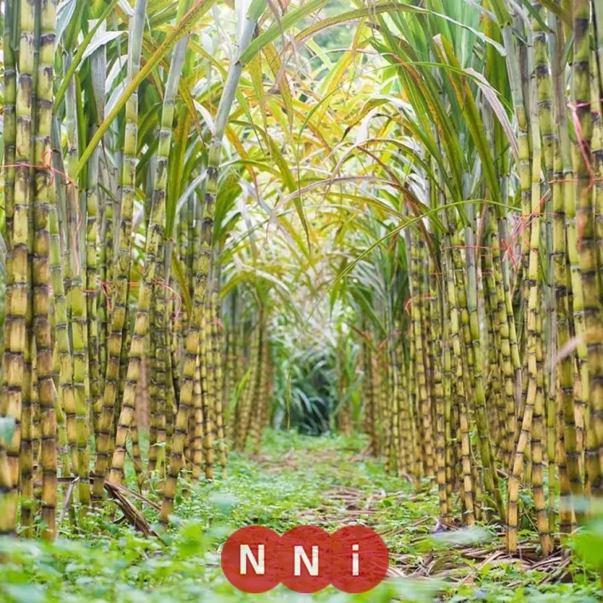 الزراعة تستمر في تطوير نظام ري قصب السكر بقفط وقوص في قنا لتحقيق تقدم ملحوظ