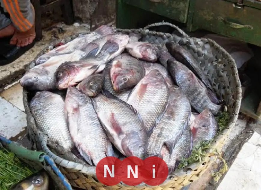 تعرف على أسعار الأسماك اليوم الخميس: البلطي يبدأ من 57 جنيهًا