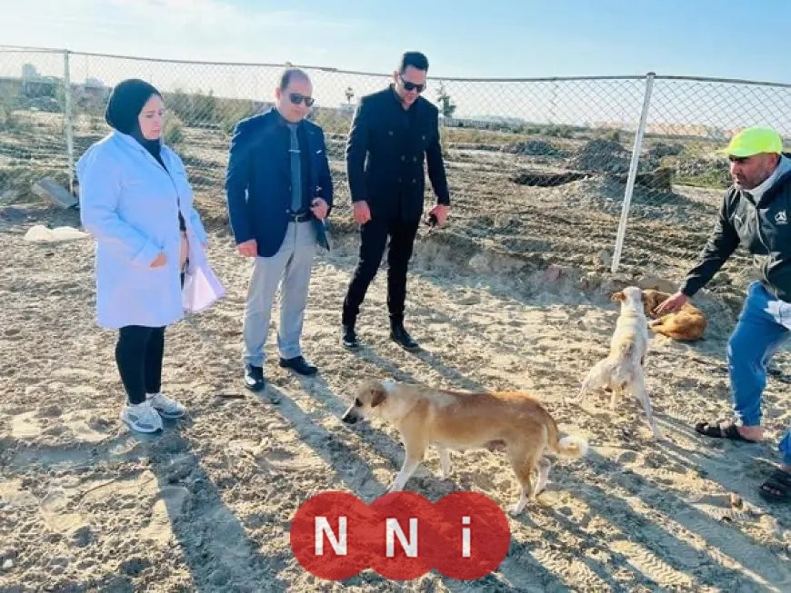 محافظة الدقهلية تفتتح ملاذًا للكلاب المشردة وتقديم وجبات غذائية في مدينة جمصة