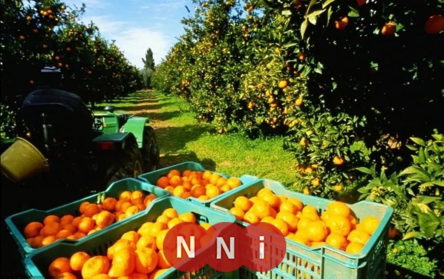 صادرات الفواكه الأسبوعية: الموالح تتربع على القمة بـ 26 ألف طن