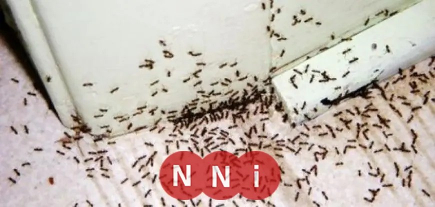 عالم مصري يحقق اكتشافًا تاريخيًا بتطوير تقنية لإزالة السموم بخمائر النمل الأبيض