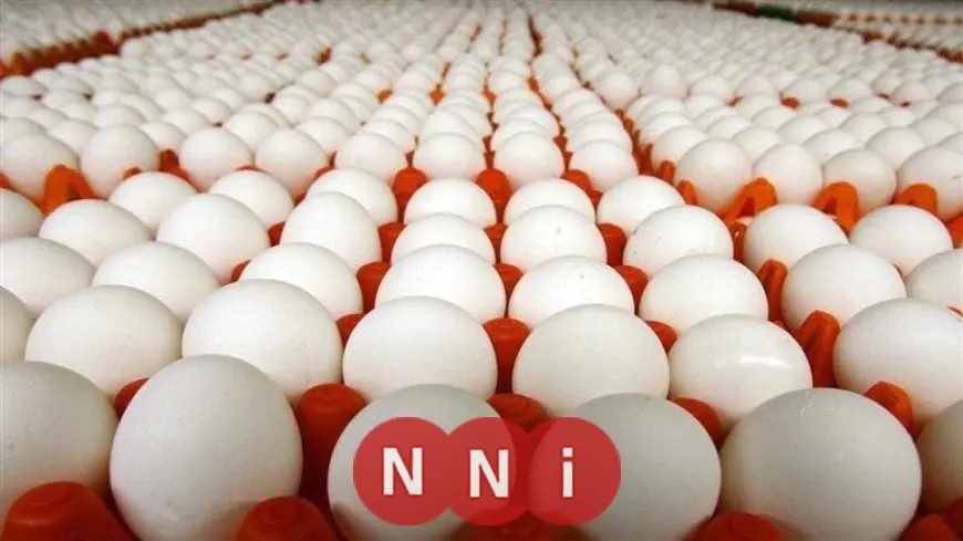 تعرّف على أسعار البيض اليوم الخميس 25 ديسمبر 2025 في الأسواق المحلية