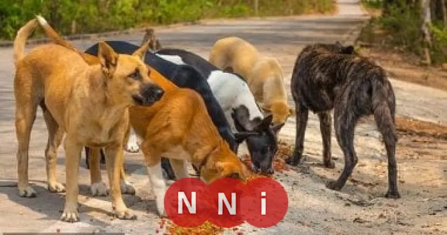 مناقشات حاسمة بين وزير الزراعة ونقيب البيطريين لمكافحة ظاهرة كلاب الشوارع