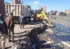 إزالة الحيوانات النافقة من قناة عزبة أحمد فوزي بالقناطر الخيرية لسلامة البيئة