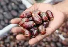 الحكومة تكشف حقيقة استيراد تمور إسرائيلية قبيل رمضان