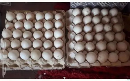تعرف على أسعار البيض اليوم الخميس وتكلفة الكرتونة في بورصة الدواجن
