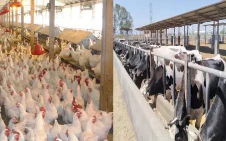 وزارة الزراعة تمنح 1100 ترخيص لدفع عجلة الإنتاج الحيواني والداجني نحو النمو المستدام