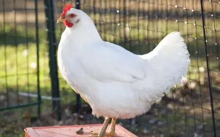 أسعار الدواجن تواصل الارتفاع اليوم الأحد: زيادة جديدة لسعر كيلو الأبيض في الأسواق