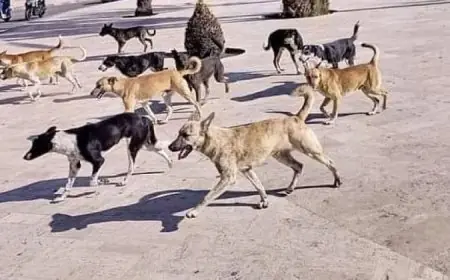 خطة نقابة البيطريين الفعّالة للتعقيم والتعامل الرحيم مع الكلاب الضالة