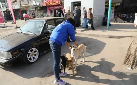 وزارة الزراعة تطلق حملة لتعقيم وتحصين الكلاب الضالة في عين شمس