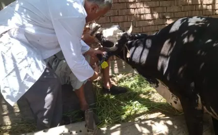 وزارة الزراعة تطلق حملة كبرى لتحصين الثروة الحيوانية ضد الحمى القلاعية والوادي المتصدع