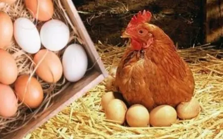 تحديث جديد اليوم الأحد: أسعار الدواجن والبيض في البورصة