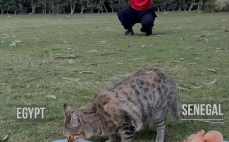باسنت القطة الشهيرة من السفارة الألمانية في القاهرة تتنبأ بفوز مصر على السنغال