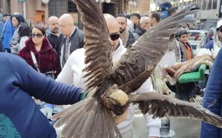 القبض على تجارة الطيور والحيوانات البرية المحظورة في سوق ديانا