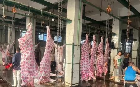 الزراعة: استقبال 705 ألف رأس ماشية في المجازر الحكومية بالنصف الثاني من 2025