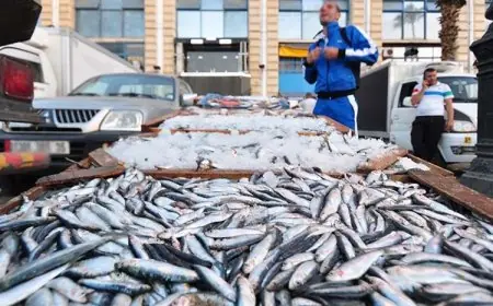 تعرف على أسعار الأسماك اليوم السبت 17 يناير 2026 في الأسواق المصرية