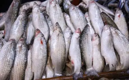 حماية البحيرات تواصل صيد الأسماك بمزرعة الزاوية السمكية في كفر الشيخ