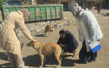 تعقيم وتحصين 5090 كلب ضال في الجيزة لتحسين السلامة البيئية