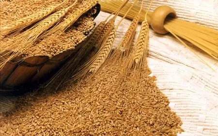 تحرك برلماني لبحث تداعيات زيادة تكلفة استيراد القمح