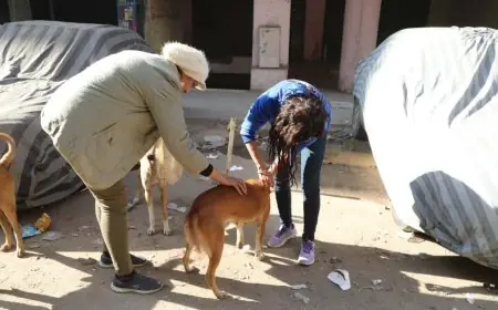 أستاذ طب بيطري يكشف عن صدمة: 400 حالة هجوم كلاب ضالة سنوياً في مصر