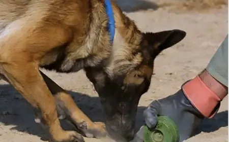 واجب الإحسان إلى الكلاب الضالة وتحريم القتل الفردي من قبل الشرع