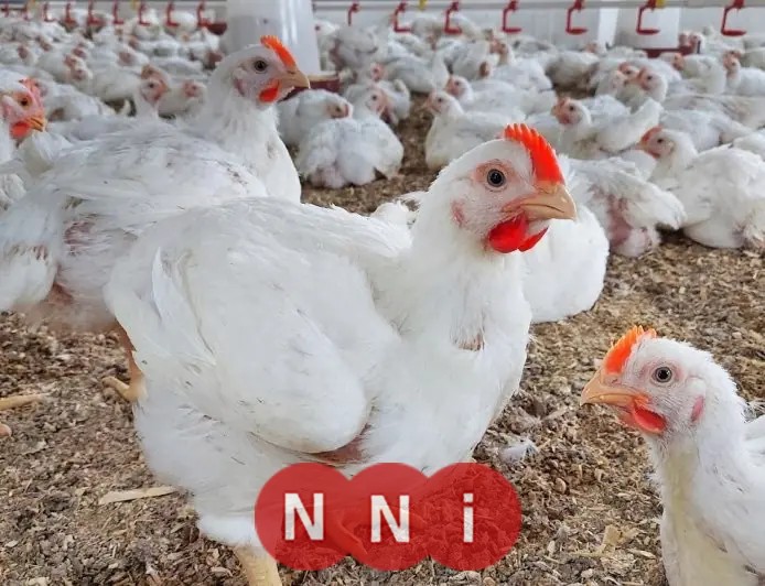 تعرّف على أحدث أسعار الدواجن اليوم الأربعاء 14 يناير 2026 في الأسواق المحلية