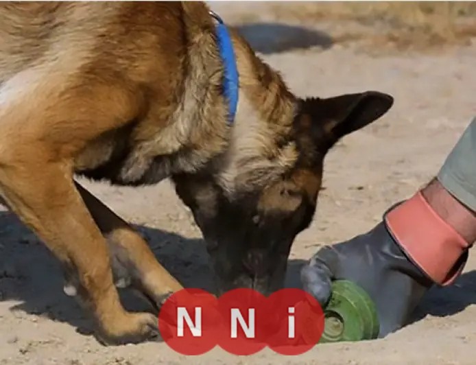 واجب الإحسان إلى الكلاب الضالة وتحريم القتل الفردي من قبل الشرع