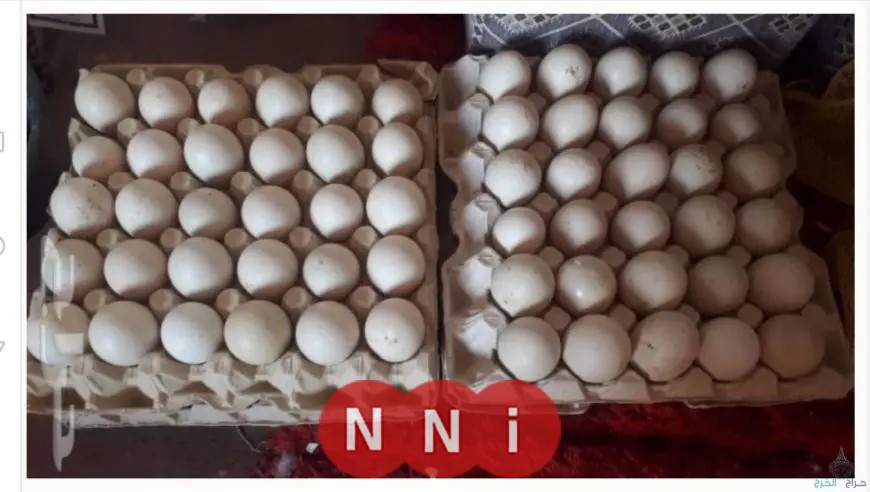 تعرف على أسعار البيض اليوم الخميس وتكلفة الكرتونة في بورصة الدواجن