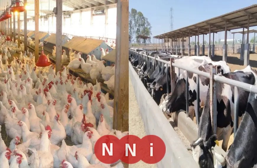 وزارة الزراعة تمنح 1100 ترخيص لدفع عجلة الإنتاج الحيواني والداجني نحو النمو المستدام