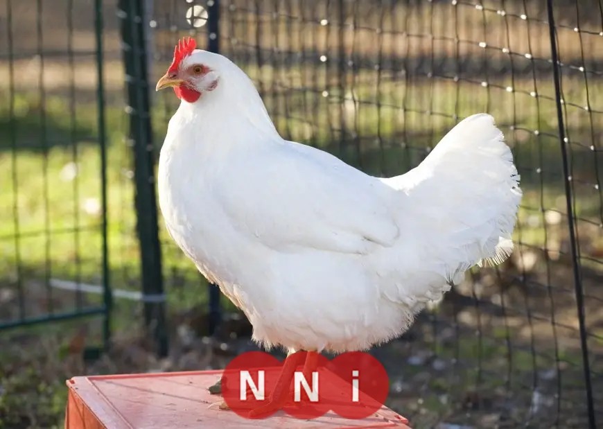 أسعار الدواجن تواصل الارتفاع اليوم الأحد: زيادة جديدة لسعر كيلو الأبيض في الأسواق