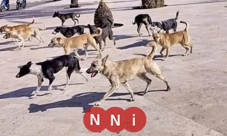 خطة نقابة البيطريين الفعّالة للتعقيم والتعامل الرحيم مع الكلاب الضالة