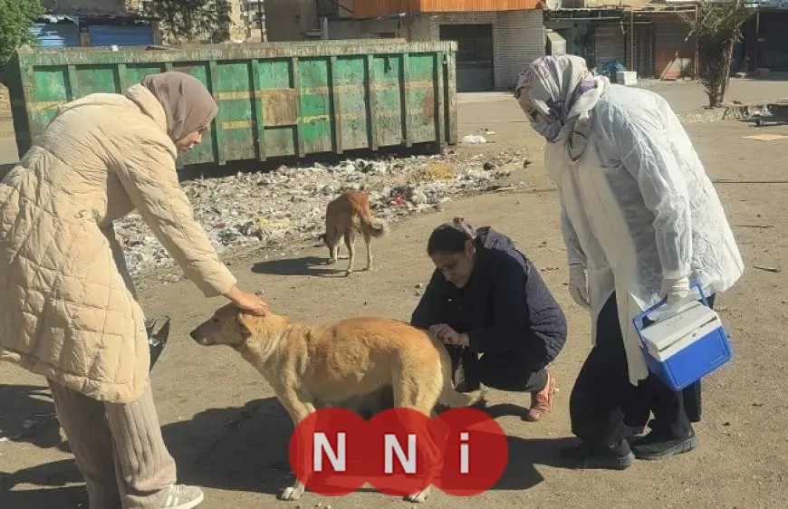 تحصين 1135 كلبًا وتعقيم 133 في أول أسبوع من يناير بتوجيهات الخدمات البيطرية