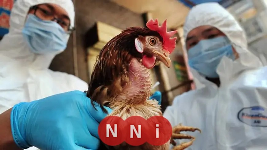 الحكومة تكشف حقيقة انتشار إنفلونزا الطيور في مصر